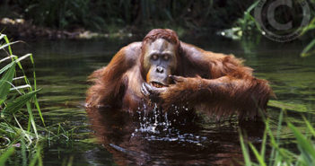 Immature male orangutan drinking, Borneo.
Bornean orangutan (Pongo pygmaeus pygmaeus)