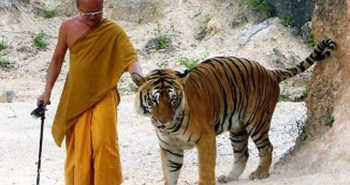 a-monk-at-tiger-temple-thailand_taking-the-pet-out-for-a-walk