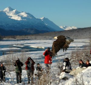 An adult Bald Eagle that has been restored to health by the Juneau Alaska Raptor Rehabilitation Center is released on the Chilkat River, Haines, Alaska.