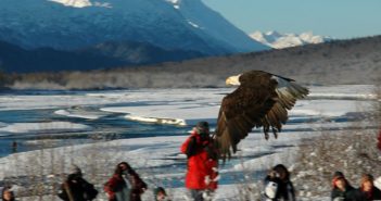 An adult Bald Eagle that has been restored to health by the Juneau Alaska Raptor Rehabilitation Center is released on the Chilkat River, Haines, Alaska.