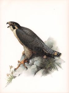 Peregrine Falcon Watercolour on paper by James Fenwick Lansdowne