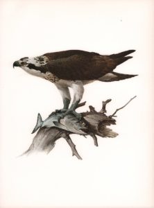 Osprey Watercolour on paper by James Fenwick Lansdowne