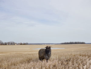 Curly, Otter Tail County, Minnesota, USA, 2015 Archival pigment print 39 × 52 inches by R.J. Kern