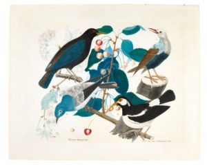 A Common Blackbird, A Red-Billed Starling, A Western Bluebird and a Pied Myna on a Branch of A Cherry Tree, 1856 Watercolor over pencil 45 x 45.5 cms by Aloys Zötl (1803–1897) 