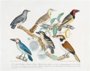 Vögel und Passionsblume, 1878 Medium: Watercolour on paper 43.8 x 54.5 cms by Aloys Zötl