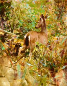  Mule Deer, 1987 Oil on canvas 20 x 16 inches by Richard Alan Schmid