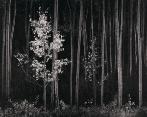 Aspens, New Mexico, 1958 Silver Gelatin Print 18 × 22 1/2 inches by Ansel Adams