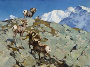 Alarmed (Big Horn Rocky Mountain Sheep) Oil on canvas by Carl Rungius 