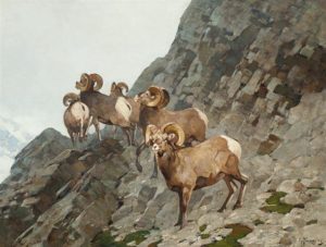 Bighorn Sheep Oil on canvas 30 x 40 cm by Carl Rungius