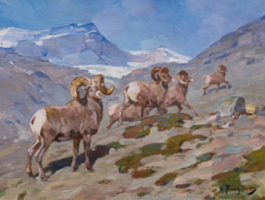 Bighorn Sheep, Nigel Pass, Alberta , 1919 Oil on canvas 12 x 16 inches by Carl Rungius