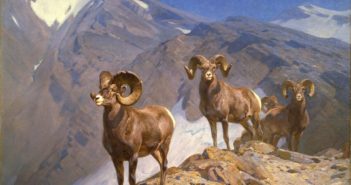 The Mountaineers - Big Horn Sheep on Wilcox Pass, 1912
Oil on canvas
60 x 75 inches
by Carl Clemens Moritz Rungius (1869-1959)